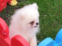 Pomeryan Boo ayı surat erkek