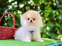 Orjinal Pomeranian Boo