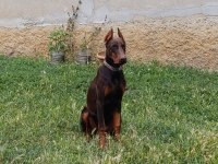 A SCR ŞAMPİYON SOY DOBERMAN