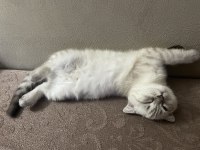 Scottish fold beyaz renk mavi gözlü 3 aylık
