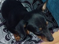 Yavru pinscher