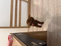 6 aylık poodle çipli tüm aşıları tam pasaportlu poodle
