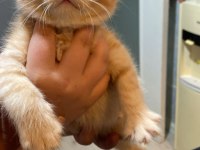 Kedilerimiz 2 aylık scottish fold