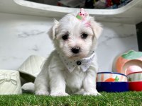 MALTESE TERRİER YAVRULARI