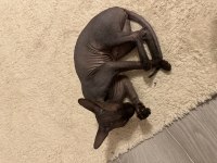 DİŞİ SAFKAN SPHYNX