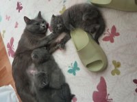 Safkan scottish fold