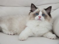Full şecereli ragdoll yavruları