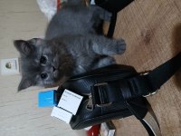Safkan british shorthair yavru