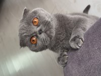 3 yaşında dişi scottish fold