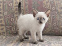 NADİR BULUNAN SİYAM KEDİSİ KISA KUYRUK SAFKAN