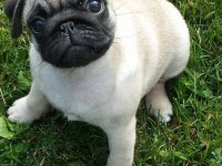 Pink Taşıyıcı Pug Köpeği