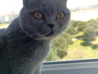 1.5 yaşında scottish fold