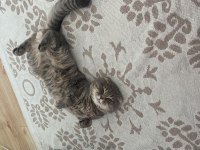 İki Yaşındaki Scottish Fold Oğlumuza Kız Arıyoruz