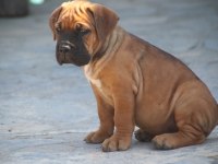 FCI-KIF SECERELİ SAFKAN CANE CORSO YAVRULAR (FAWN)