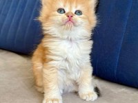 British shorthair erkek golden bebekler
