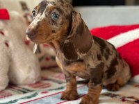 Safkan Dachshund Yavrular