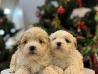 Sevimli Maltipoo bebeklerim