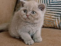 Safkan fawn british shorthair yavrumuz