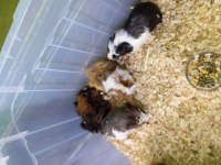 Yavru guinea pig