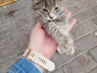 Sokağa terk edilmiş minik kedimiz için acil yuva