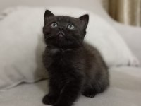 British shorthair yavrular