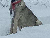 Dünya geneli kangal köpeği gönderim vardır