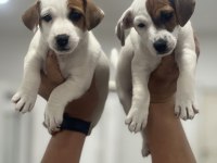 Jack Russel Terrier yavrular