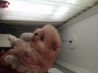 Kendi köpeklerimin pomeranian yavruları