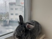 Evimi taşıyacağım için tavşanımı sahipleniyorum