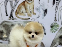 Show Kalite Pomeranian Boo Yavrular
