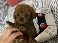 Uygun Anne Altından Toy Poodle Bebekler