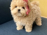 TOY POODLE YAVRULARIM