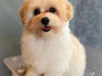 ORJİNAL MALTİPOO YAVRULARIMIZ