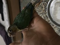 1 adet bebek konur papağanı kaldı