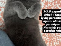 Ücretsiz Sahiplendirilecek Scottish Fold