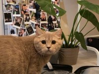 British shorthair ücretsiz sahiplendirme