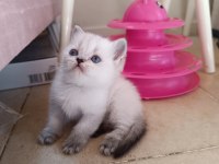 Safkan British Shorthair Yavrularımız