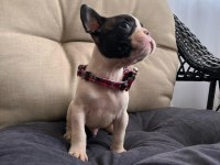 SAFKAN ERKEK FRENCH BULLDOG