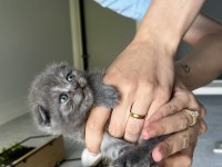 32 Günlük Yavru Scottish Fold