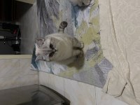 GÜZEL KEDİLERİMİ SAHİPLENDİRİYORUM
