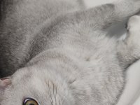 Safkan British Shorthair