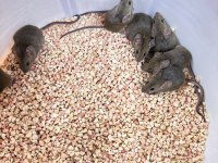 Wild Mice