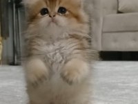 British longhair 35 günlük