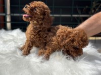 Petmode köpek çiftliğinden kore toy poodle