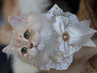 British longhair erkek kedimiz