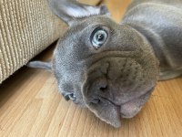 A kalite sıfır kuyruk sıfır burun ev doğum french bulldog