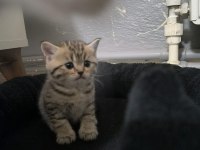 Sevgi dolu british shorthair bebeklerim