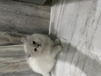 Teslime hazır yavru kediler