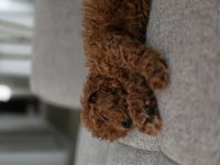 Teacup red brown toy poodle