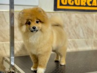 6 Aylık Erkek Pomeranian Boo